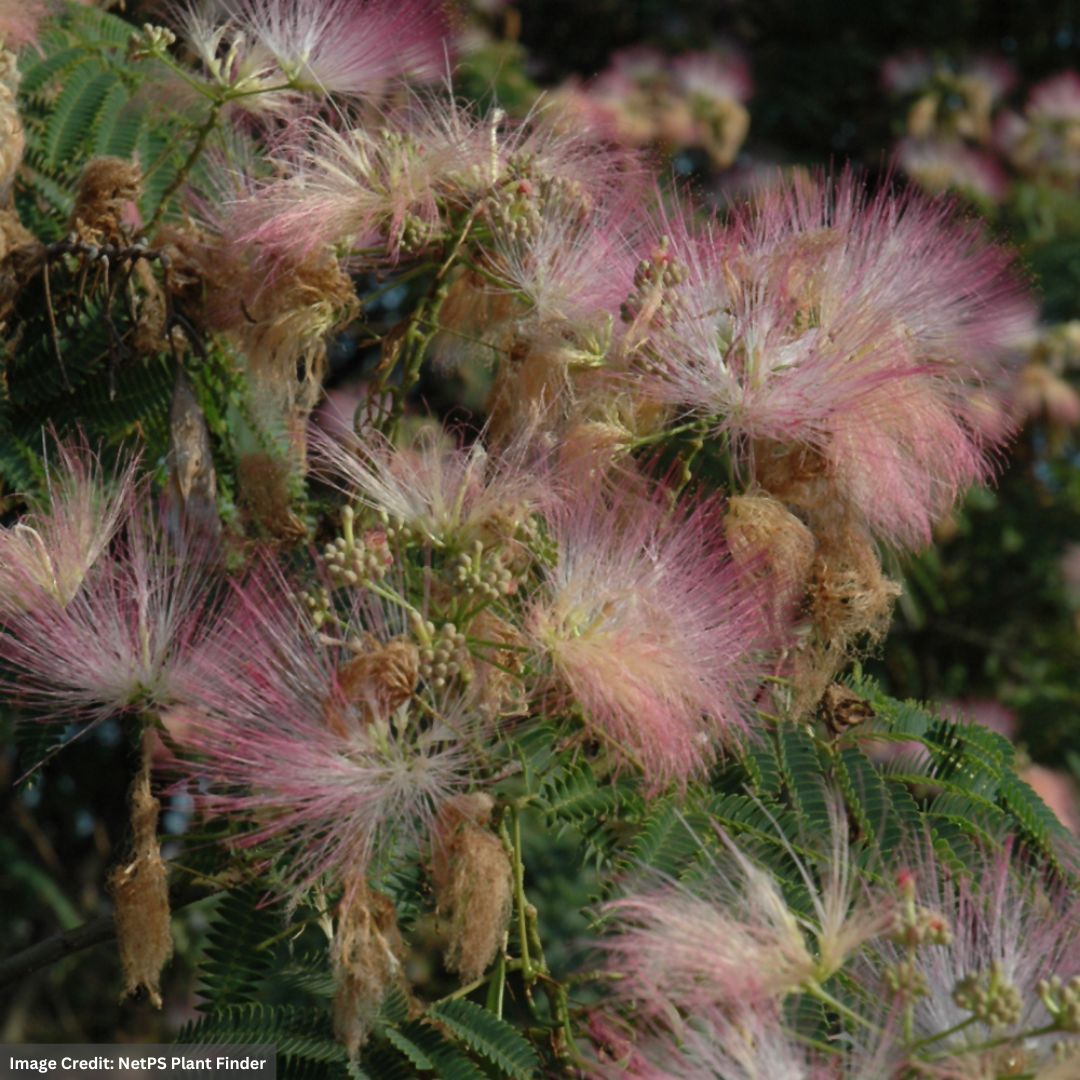 Silk Tree (Mimosa) – Pink – #3 Container